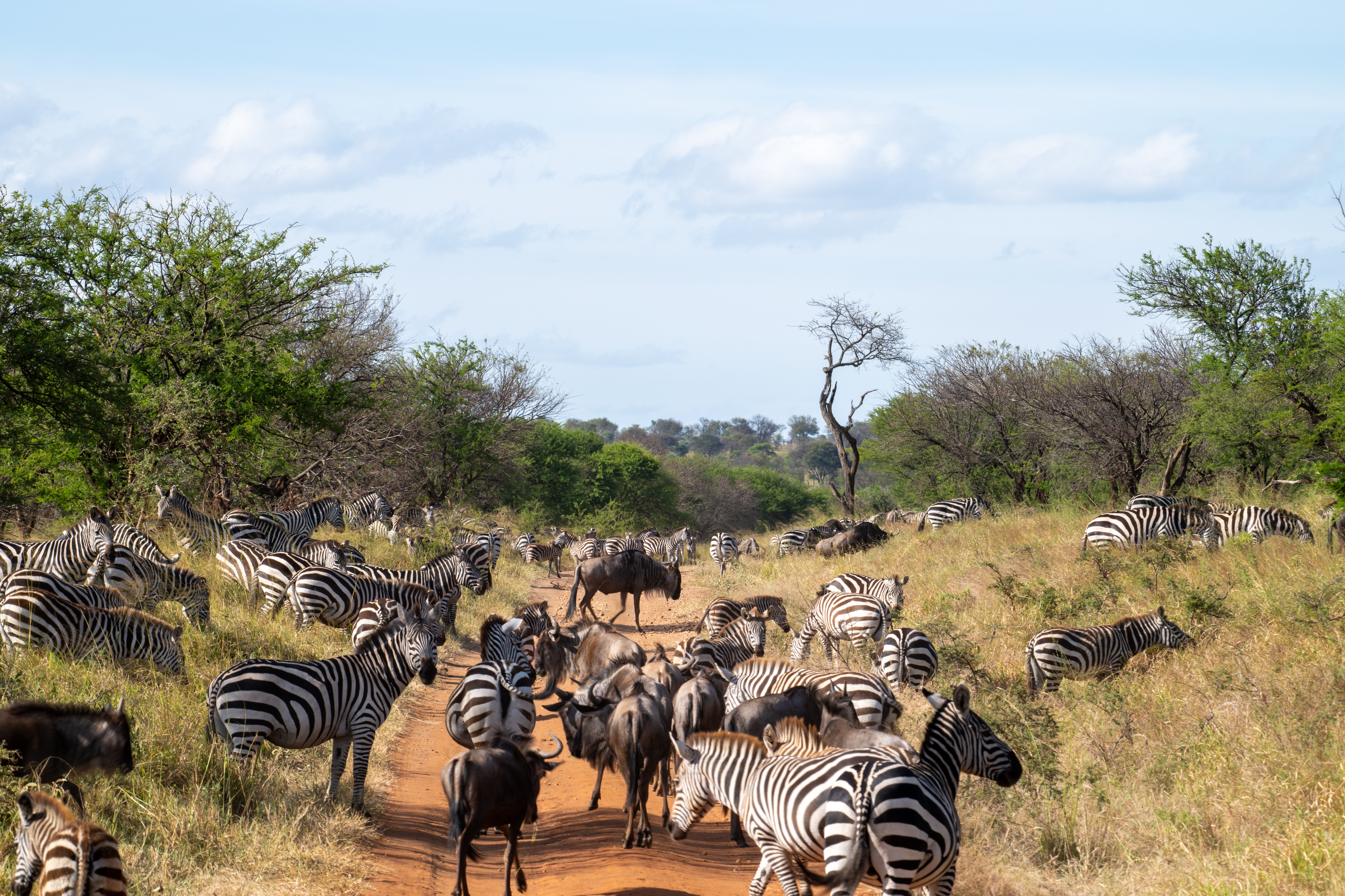 邦楽 Nautilus Serengeti Serengeti Carroll Large Sunglasses -SS598001, SS598002, SS598003
